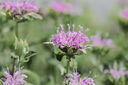 Monarde Fistuleuse