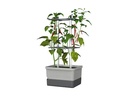 Pepper pot, Charly Chili