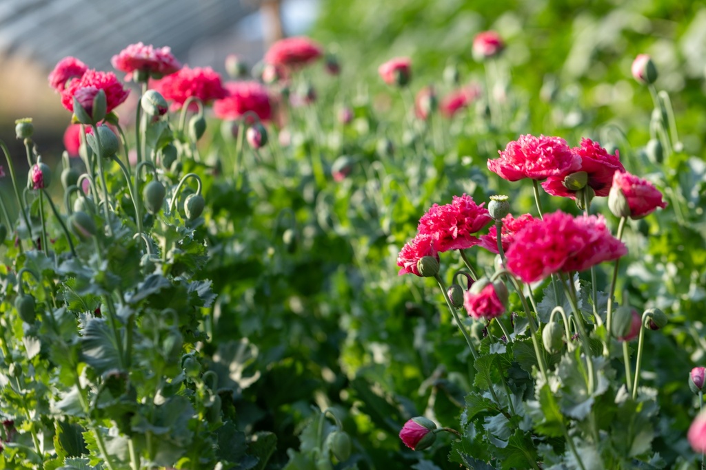 Mohn, Rote Kugel von Saint-Martin