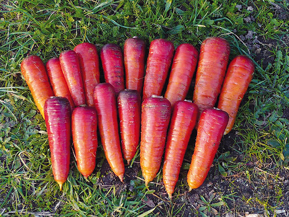 Karotte, Lange Blutrot (Frühkarotten)
