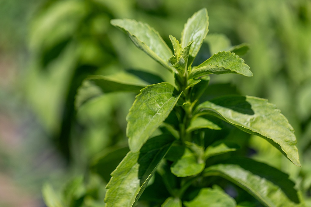Stevia, Sugar Sweet