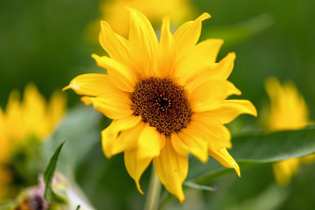 Sonnenblume, Mini Sonne