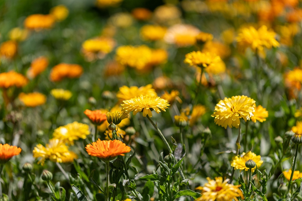 Calendula officinale, Mix estivo
