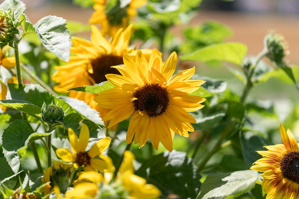 Sunflower, Medium height Mix