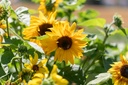 Sunflower, Medium height Mix