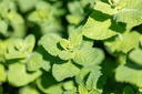 Menthe Odorante, Fraîcheur d'Été