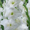 Gladiolus, Essentia