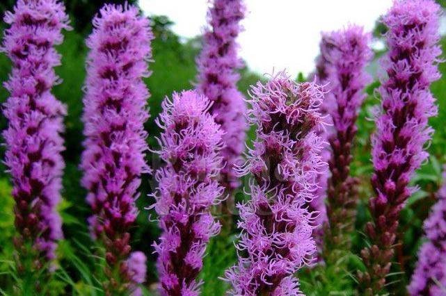 Plume du Kansas, Liatris Spicata Purple