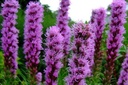 Liatris spicata, Liatris Spicata Purple