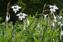 Glaiëul, Acidanthera / Abyssinia
