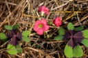 Oxalis, Oxalis deppei 'Iron Cross'