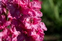 Gladiolo, Sweet Love