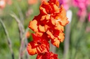 Gladiole, Bunga