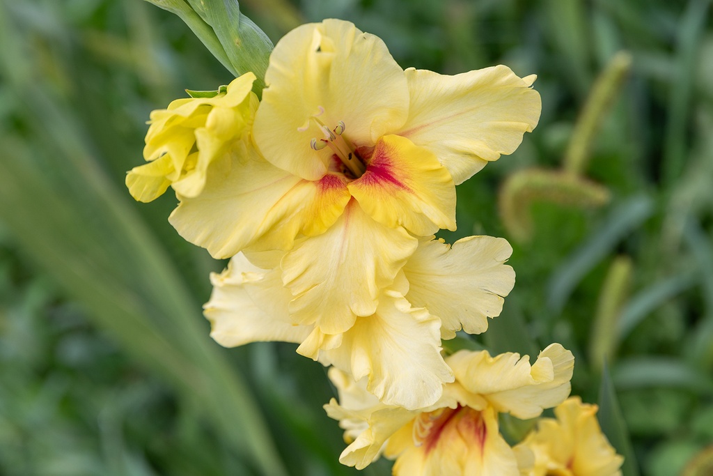 Gladiolus, Maxial