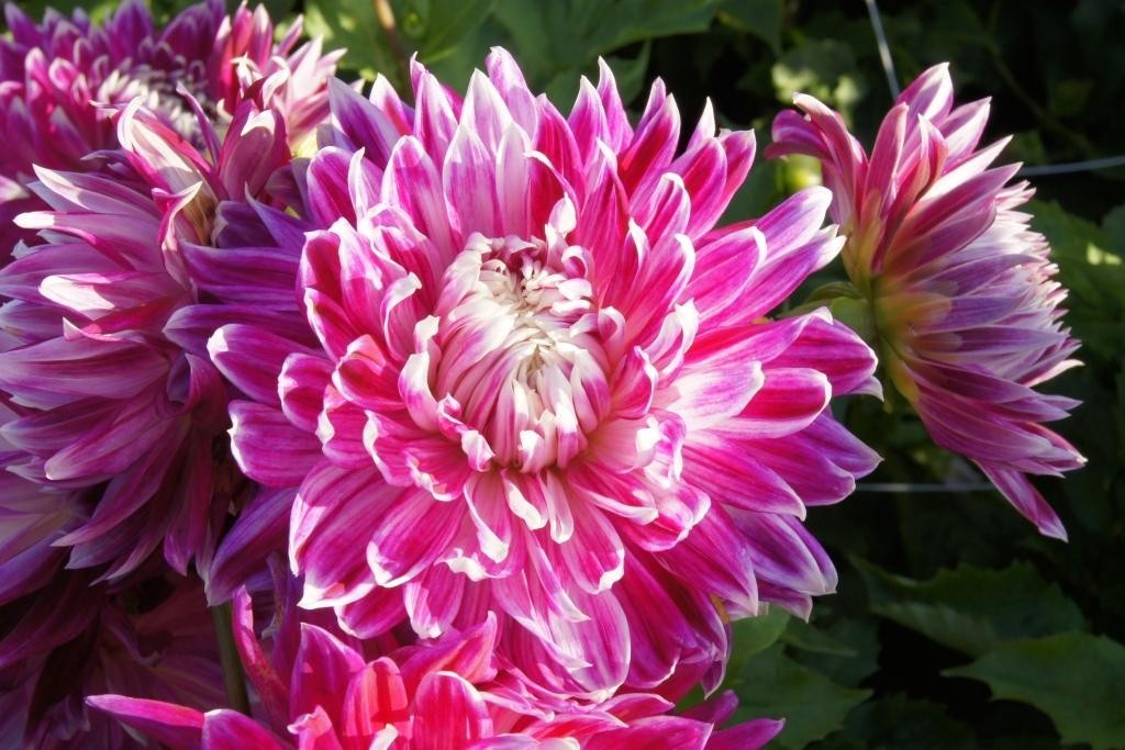 Dalia, Vancouver