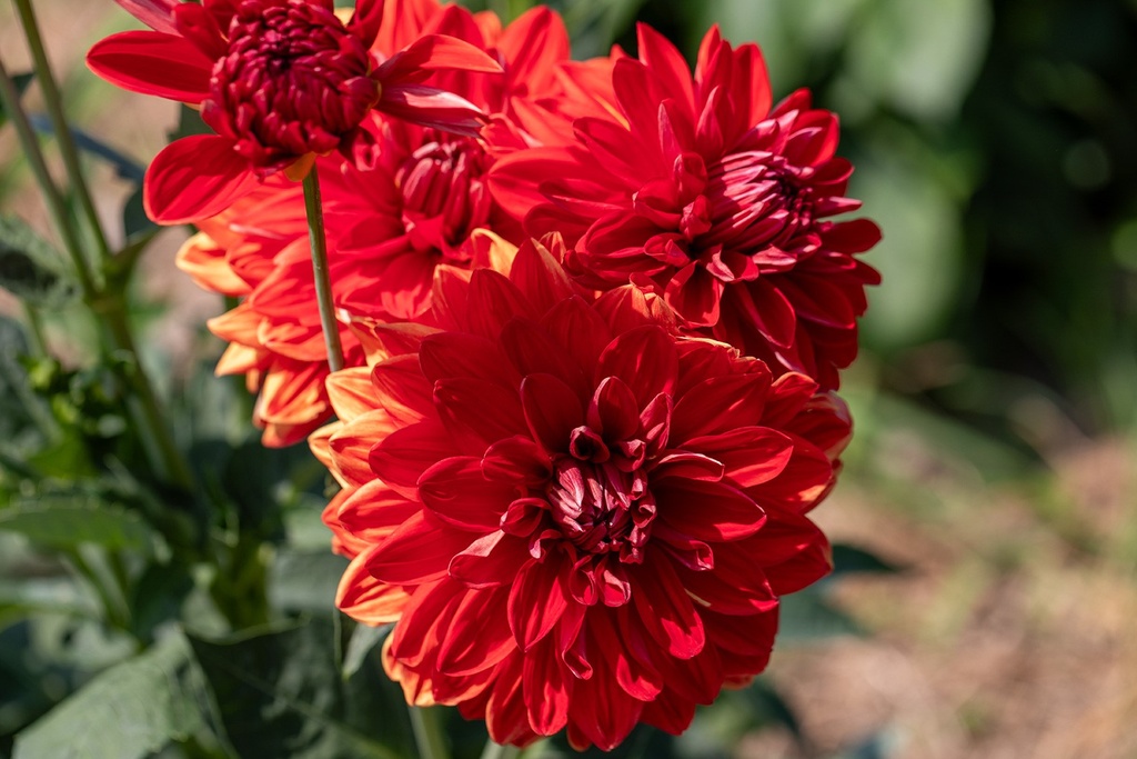 Dalia, Arabian Night