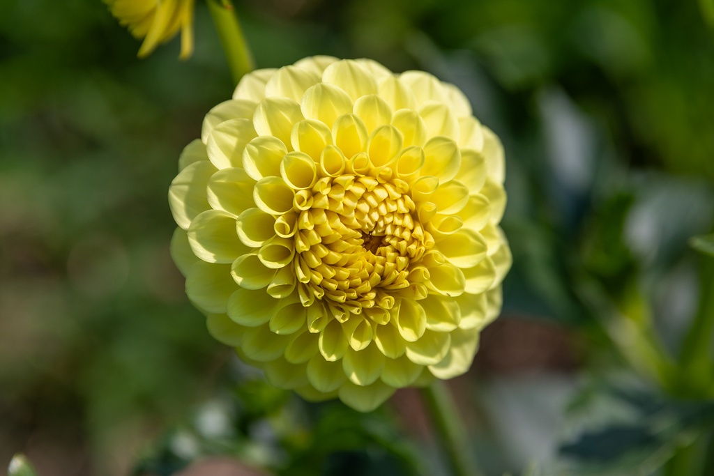 Dahlia, Golden Torch