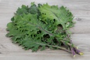 Kale cabbage, Red Russian