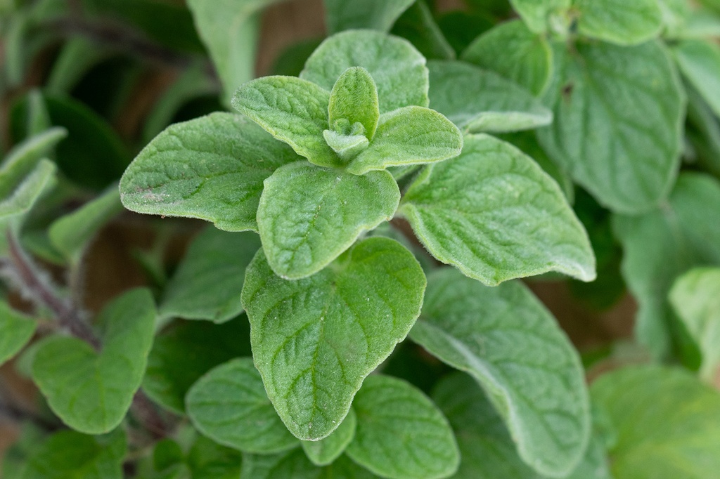 Syrischer Oregano, Zaatar