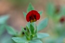 Tétragonolobe Siliqueux, Lotus