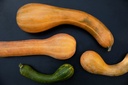 Courge Musquée, Long de Nice