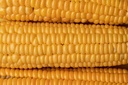 Sweet corn, Golden Bantam