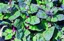 Arroche des Jardins, Feuilles Rouges