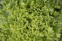 Batavia lettuce, Celitc
