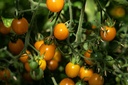Pomodoro, Cherry giallo