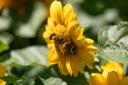 Sonnenblume, Halbhohe, Zenith