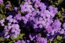 Ageratum