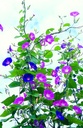Ipomée, Pink-blue