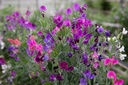 Cicerchia odorosa, Magnifica mistura (un anno)