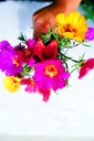 Pourpier à Grandes Fleurs, Mélange Pastel
