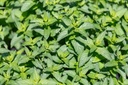 Menthe Verte, Thé Marocain