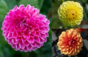 Dahlia, Tricolored Candies