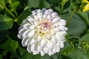 Dahlia, Wittem