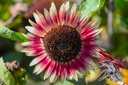 Girasole, Mini-fiamma